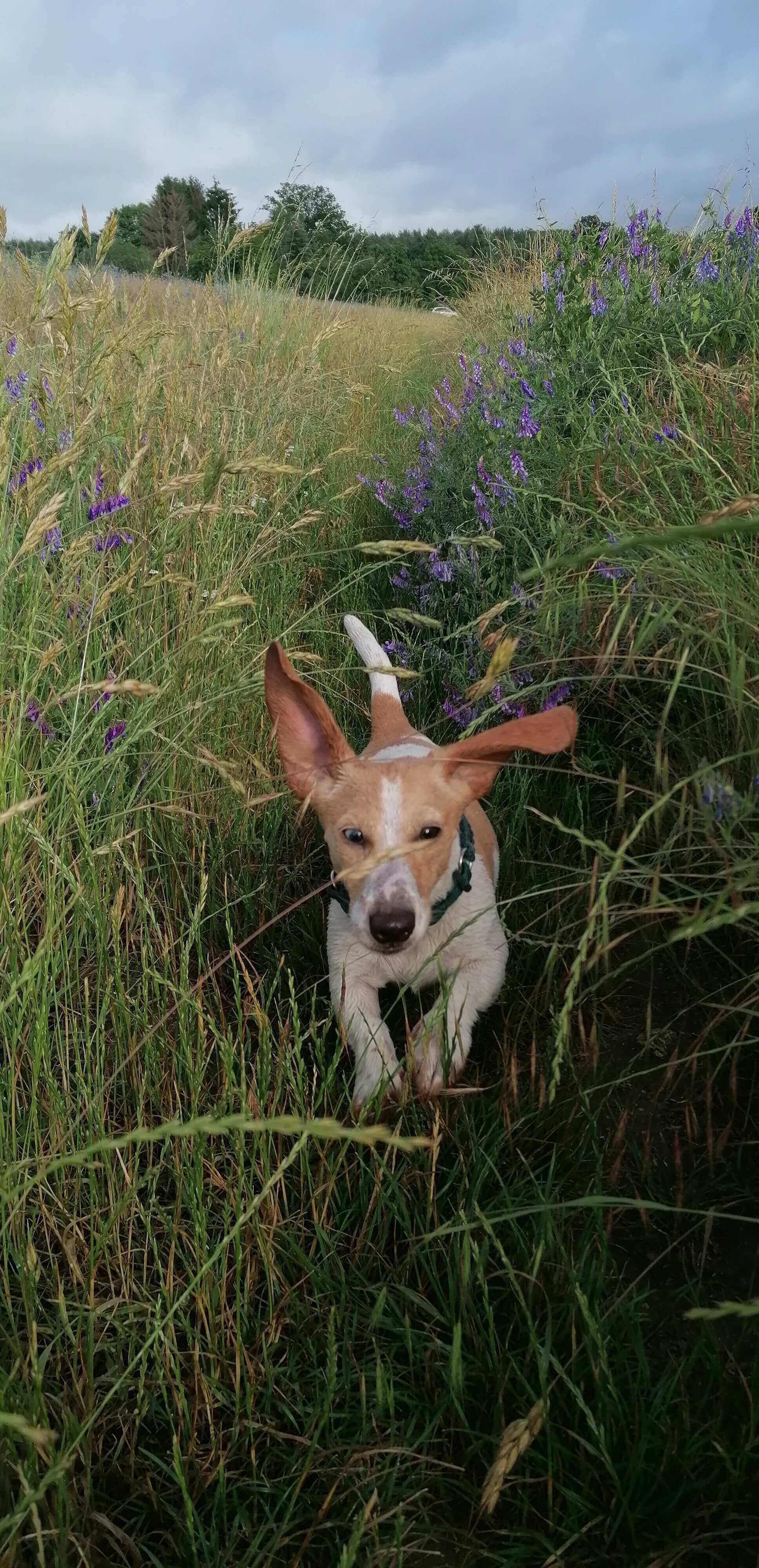 Amerikanischer Zwergdackel rennt durch eine Blumenwiese