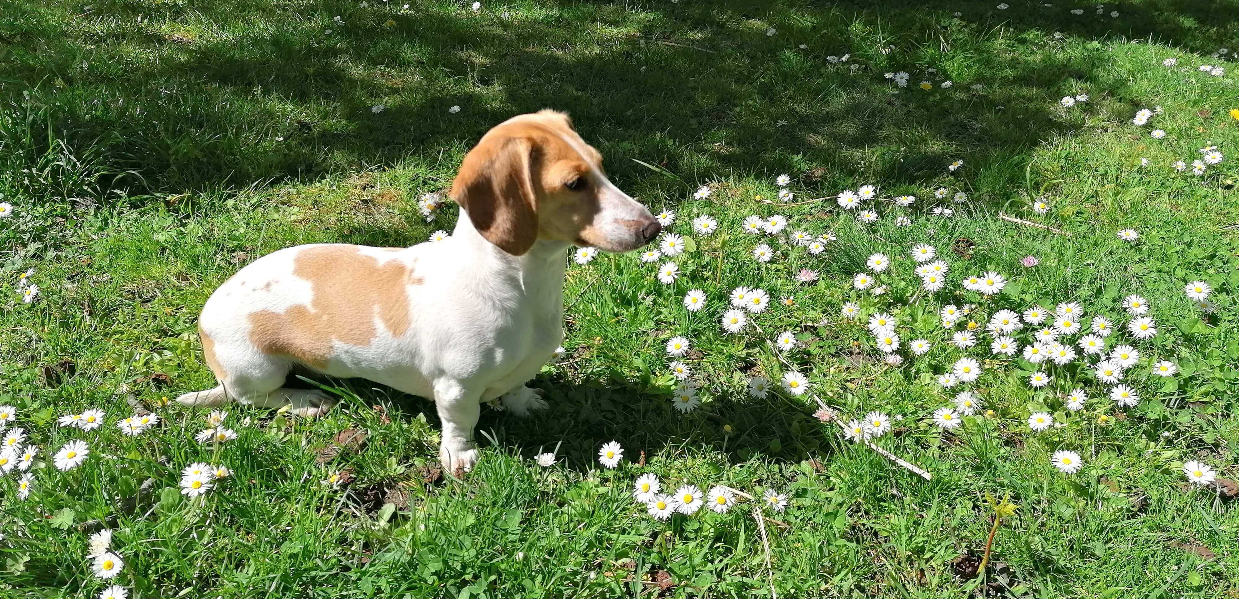 Piebald Dackel sitzt neben Gänseblümchen auf einer Wiese