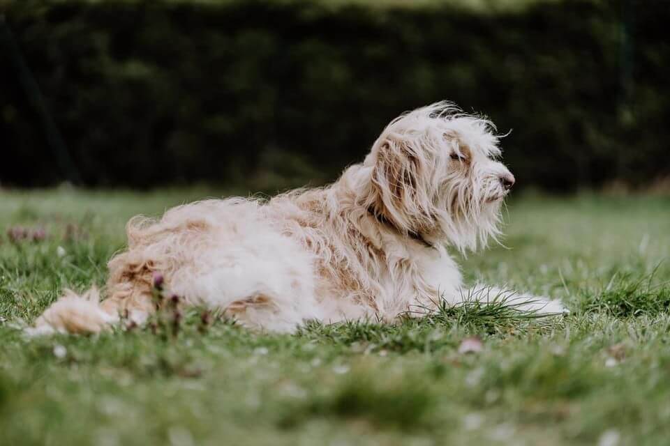 Ein wuscheliger, blonder Mischlingshund liegt auf einer Wiese