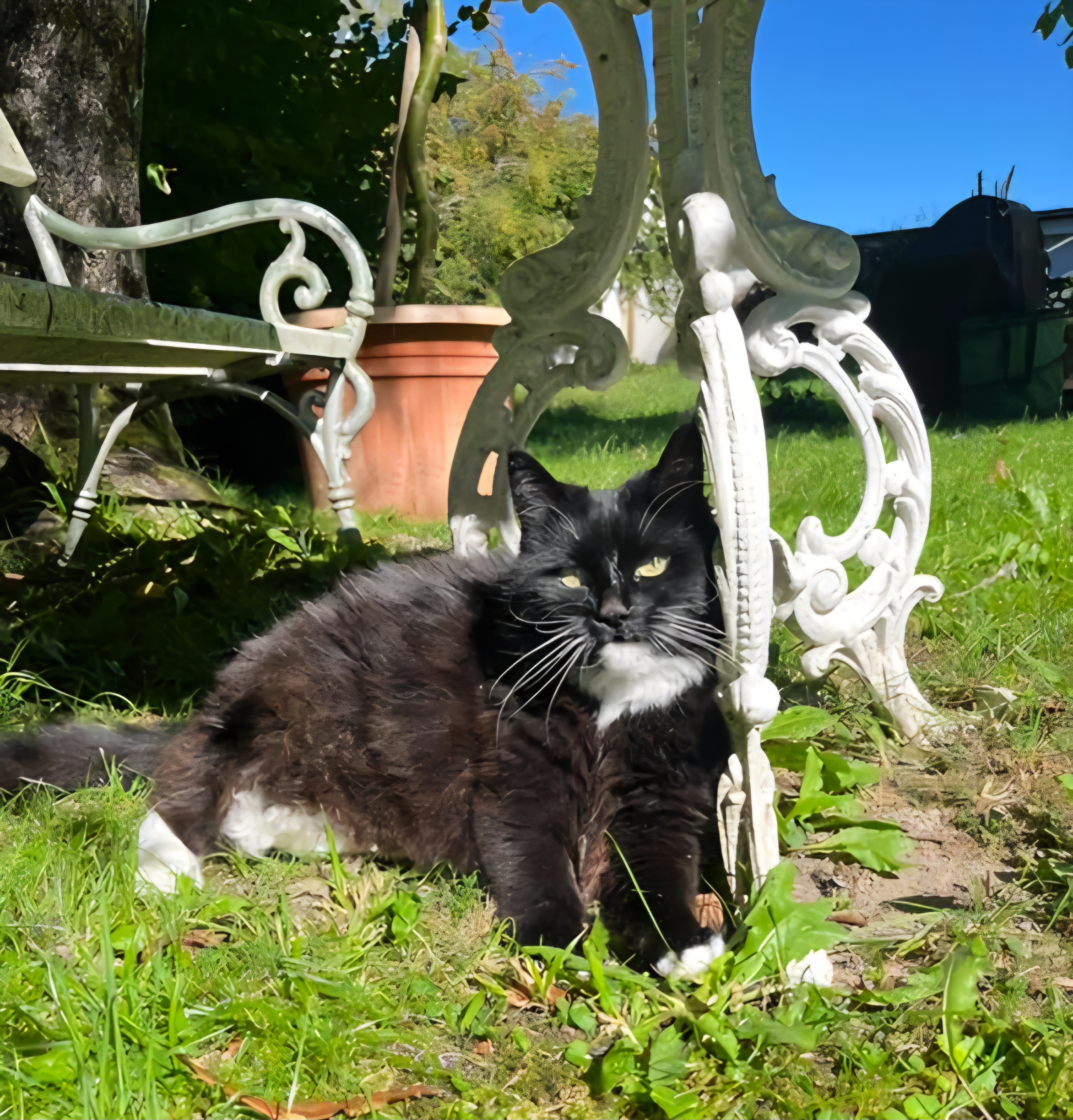 Katze Cleo in der Sonne