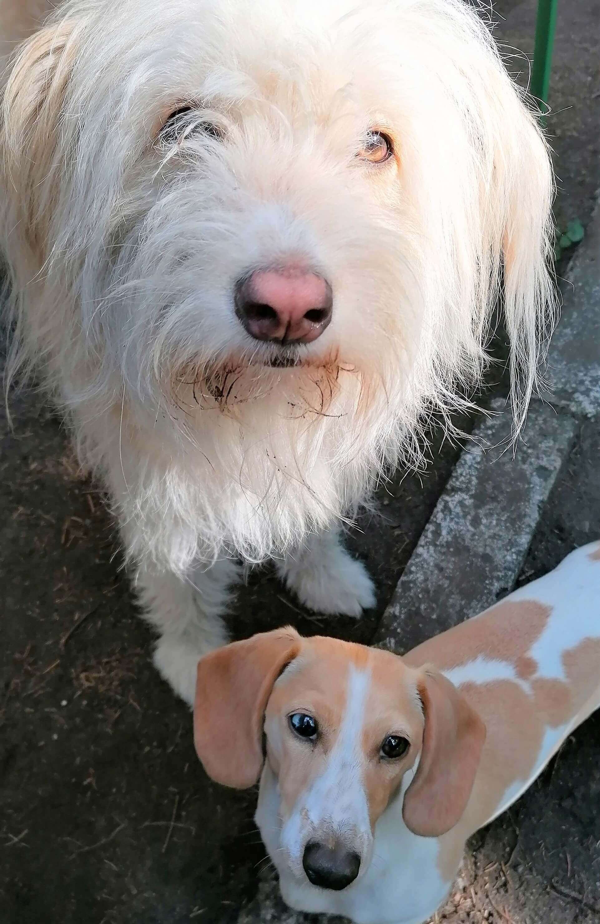Zwei Hunde schauen erwartunsgvoll in die Kamera