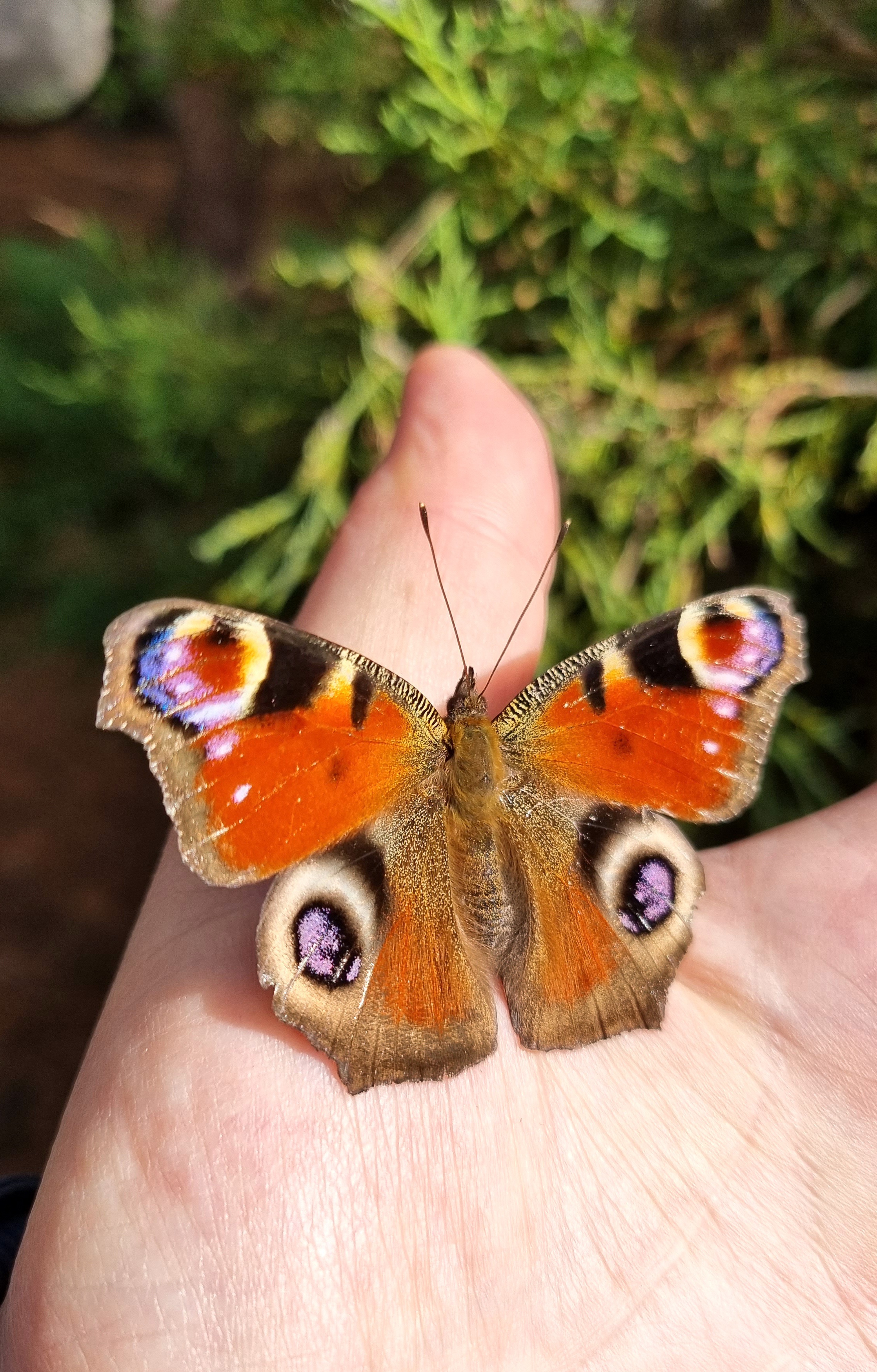 Schmetterling auf einer Hand