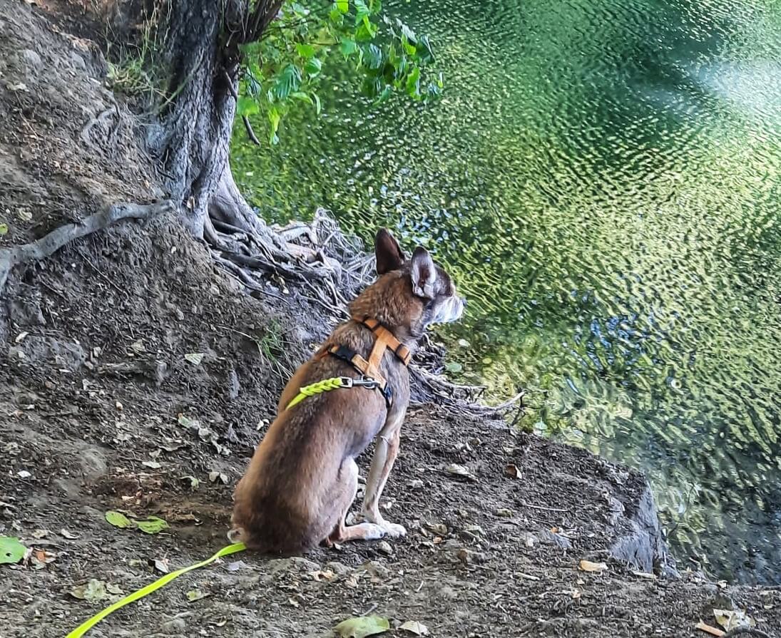 Hund sitzt am Wasser