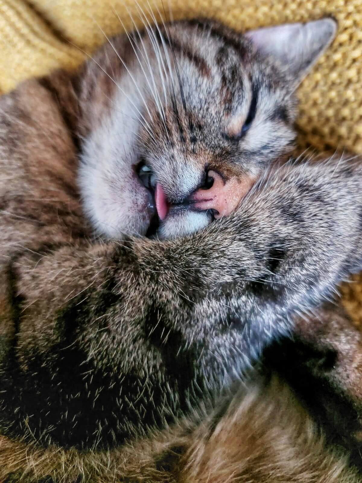Eine Katze liegt und streicht sich mit der Pfote übers Gesicht
